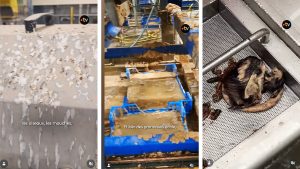 Horror-Bilder aus Insektenfarm entlarven grüne Agenda